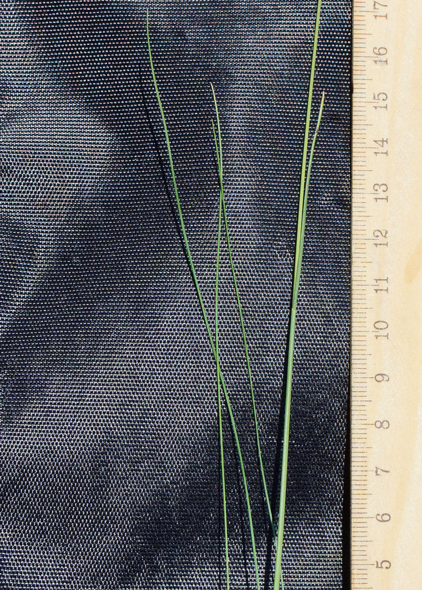 Image of Festuca valesiaca specimen.