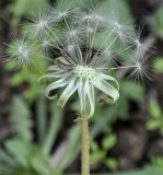 genus Taraxacum