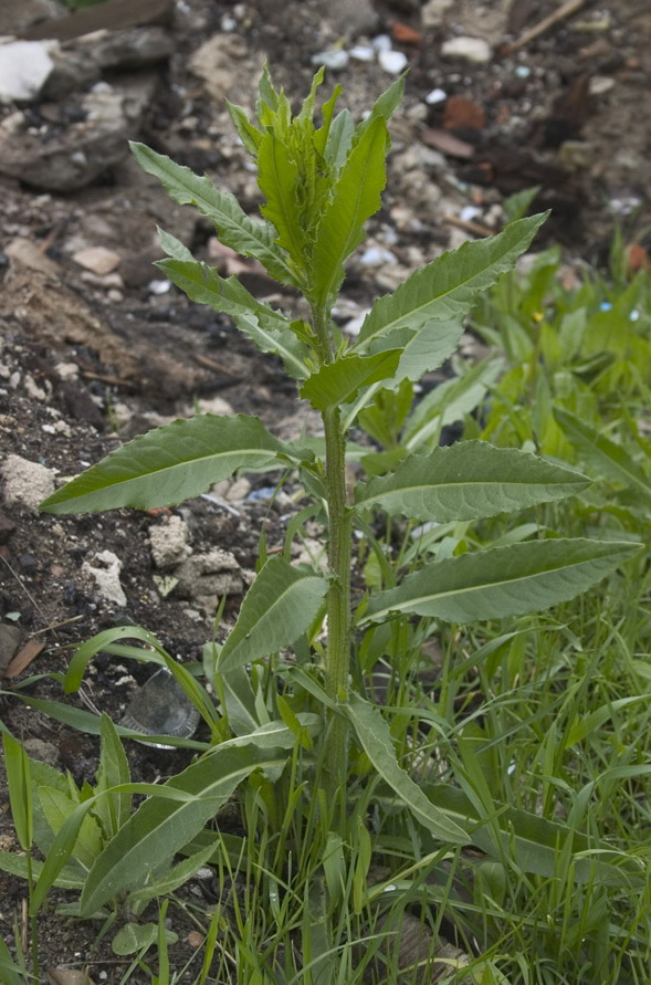 Изображение особи Cirsium setosum.