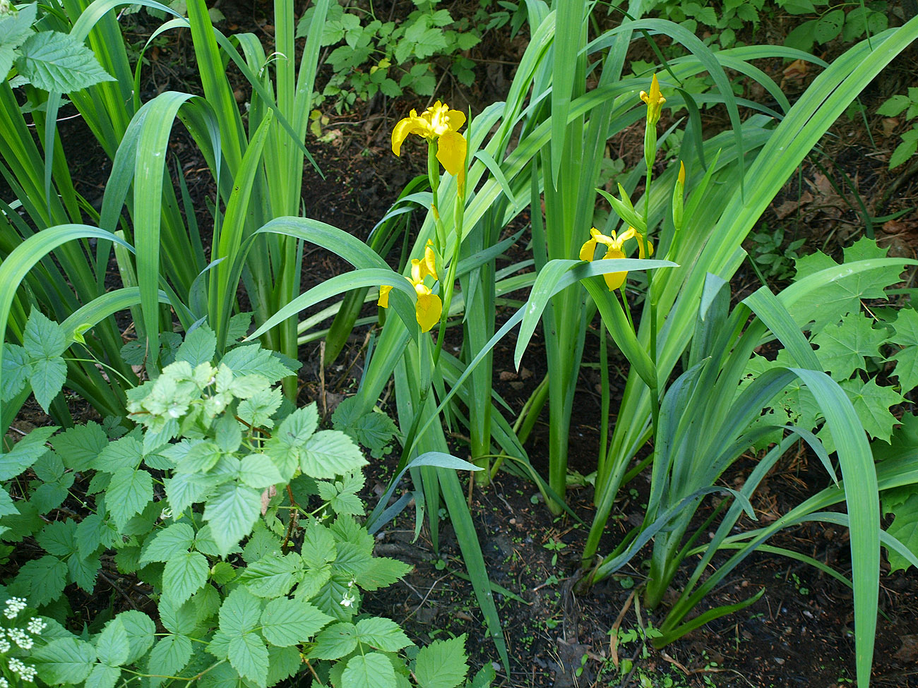 Image of Iris pseudacorus specimen.