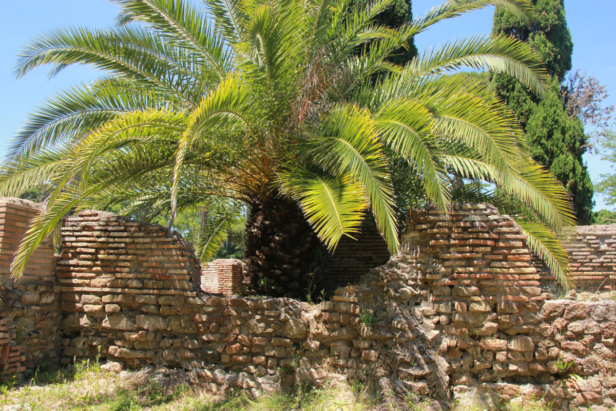 Изображение особи Phoenix canariensis.