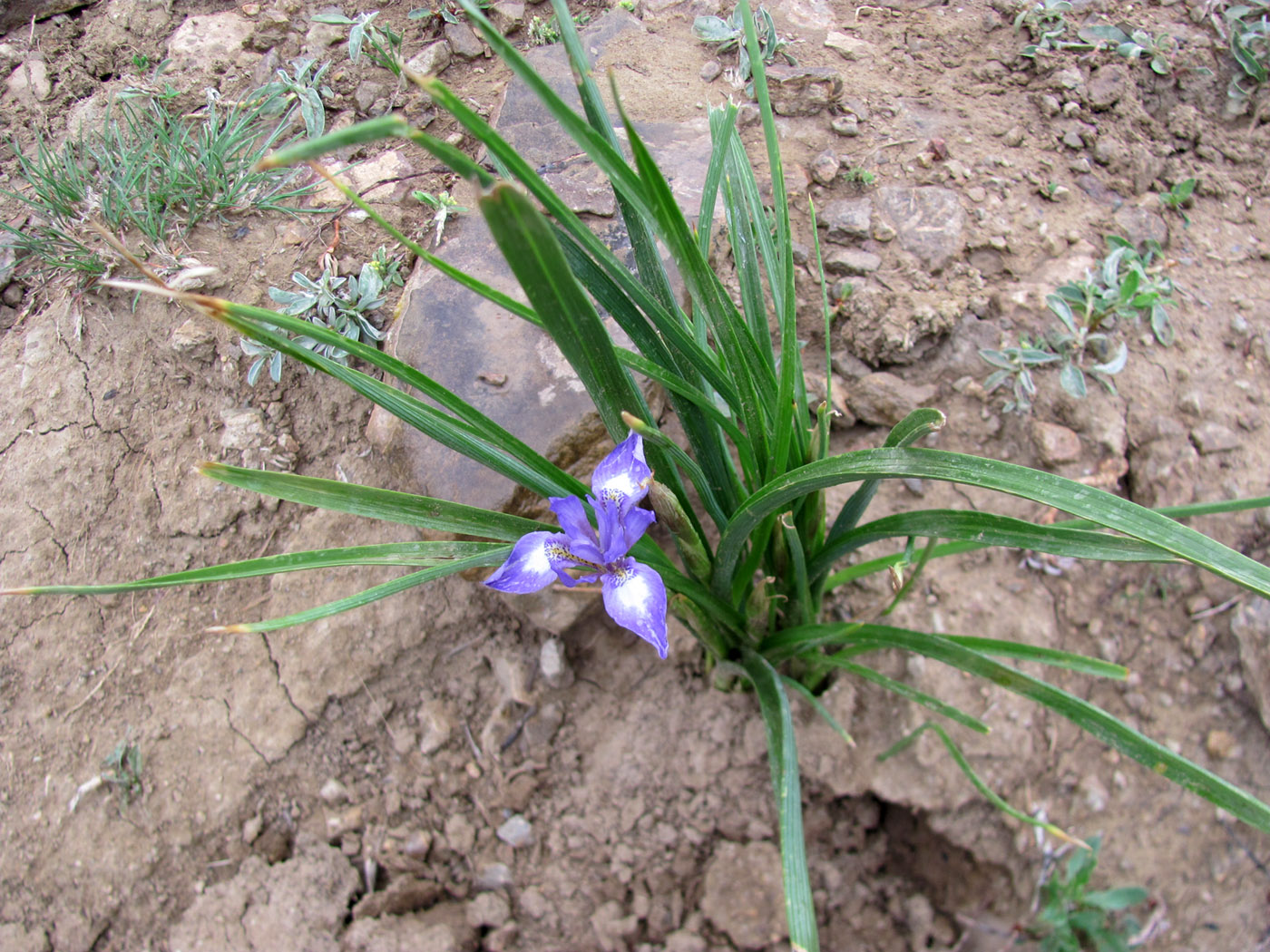 Image of Moraea sisyrinchium specimen.