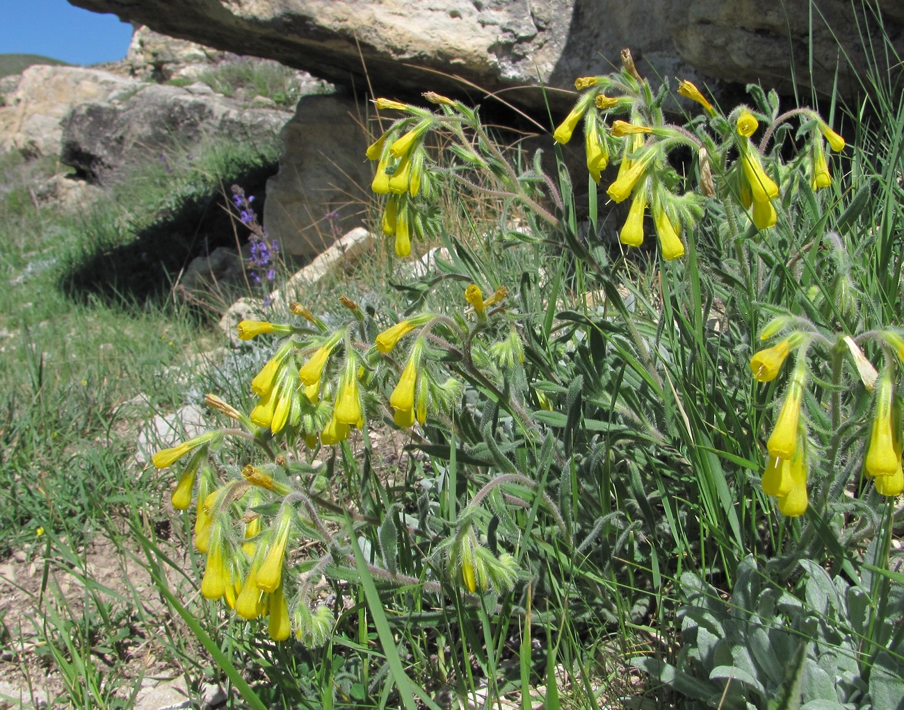 Image of Onosma caucasica specimen.