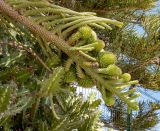 Araucaria heterophylla