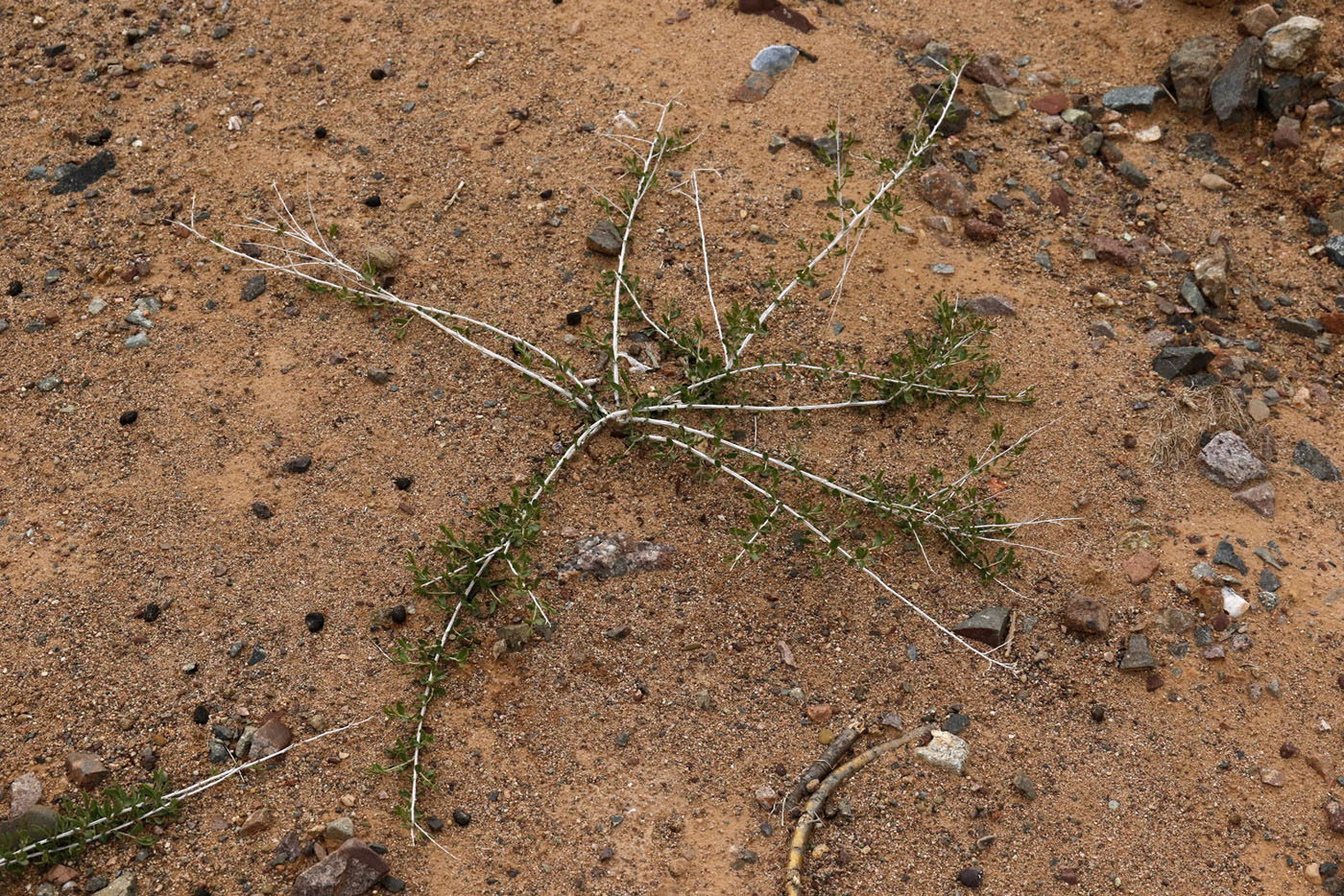 Image of Atraphaxis virgata specimen.