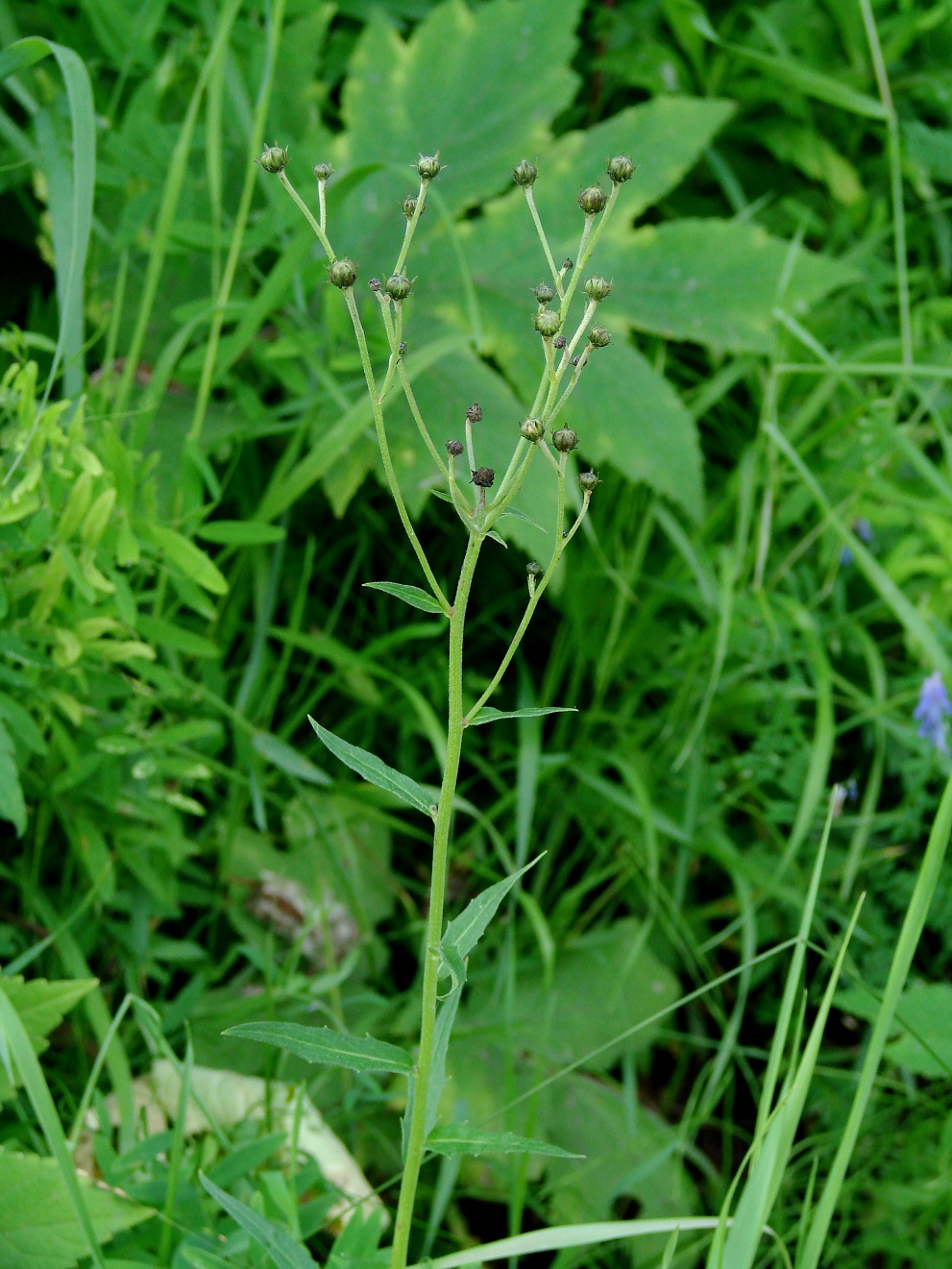 Image of genus Hieracium specimen.