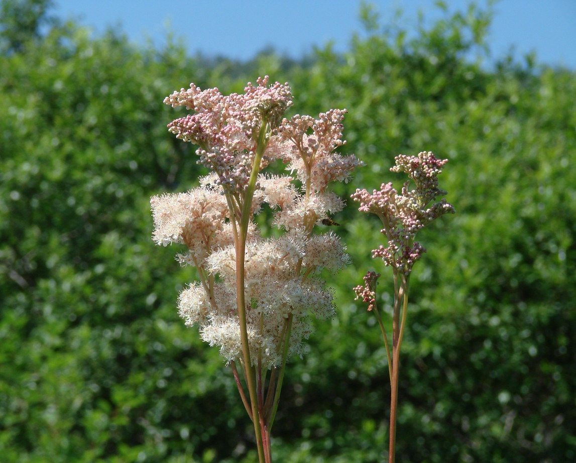 Image of Filipendula palmata specimen.