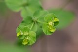 Euphorbia stricta. Верхушка побега с соплодиями. Краснодарский край, Пшадский сельский округ, окр. с. Криница, ущ. Грекова щель, берег ручья. 23.08.2019.