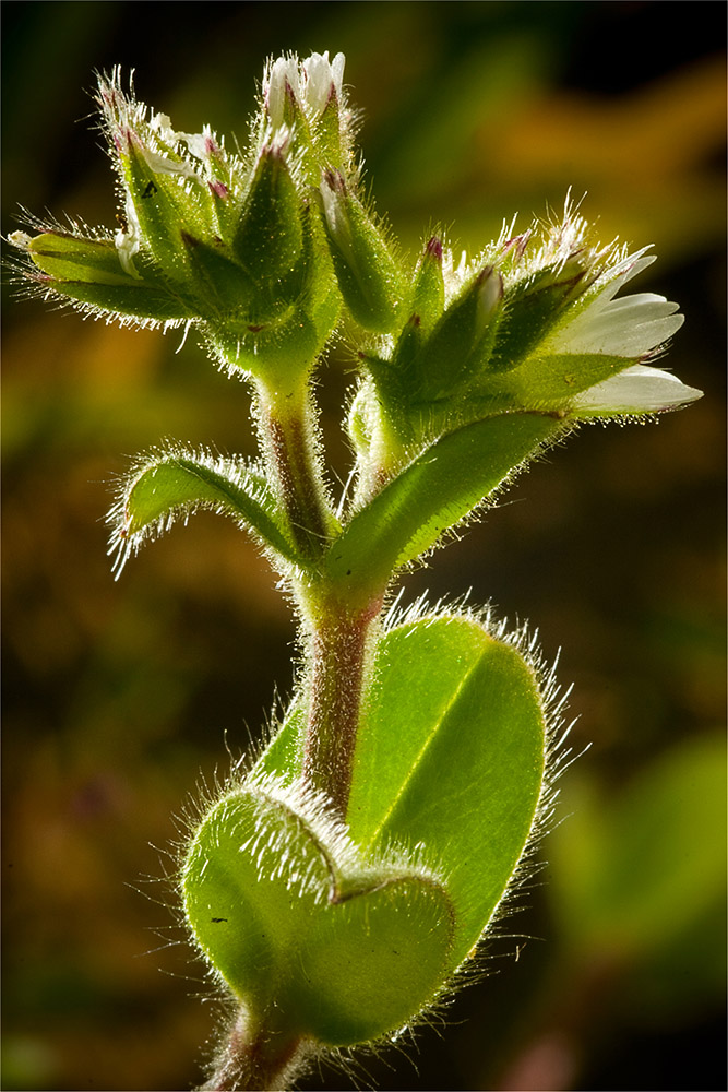 Изображение особи Cerastium glomeratum.