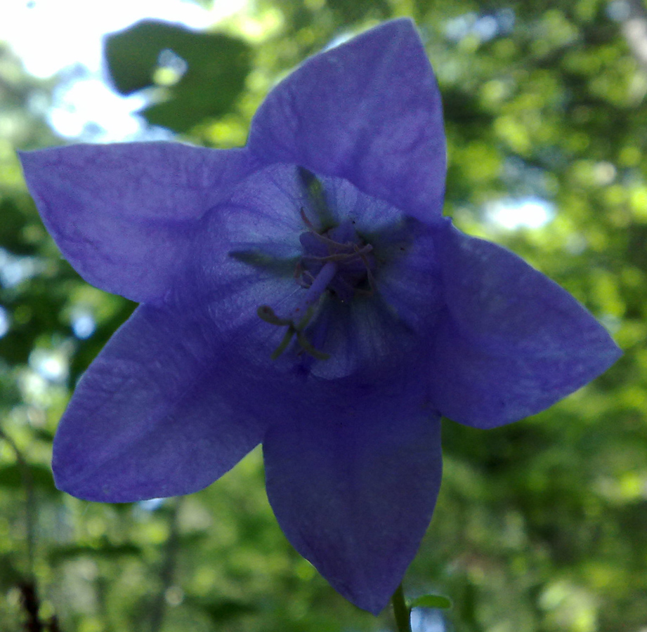 Image of Campanula longistyla specimen.