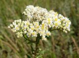 Turczaninowia fastigiata. Верхушка растения с общим соцветием. Приморский край, окр. пос. Михайловка, разнотравный луг. 29.08.2019.