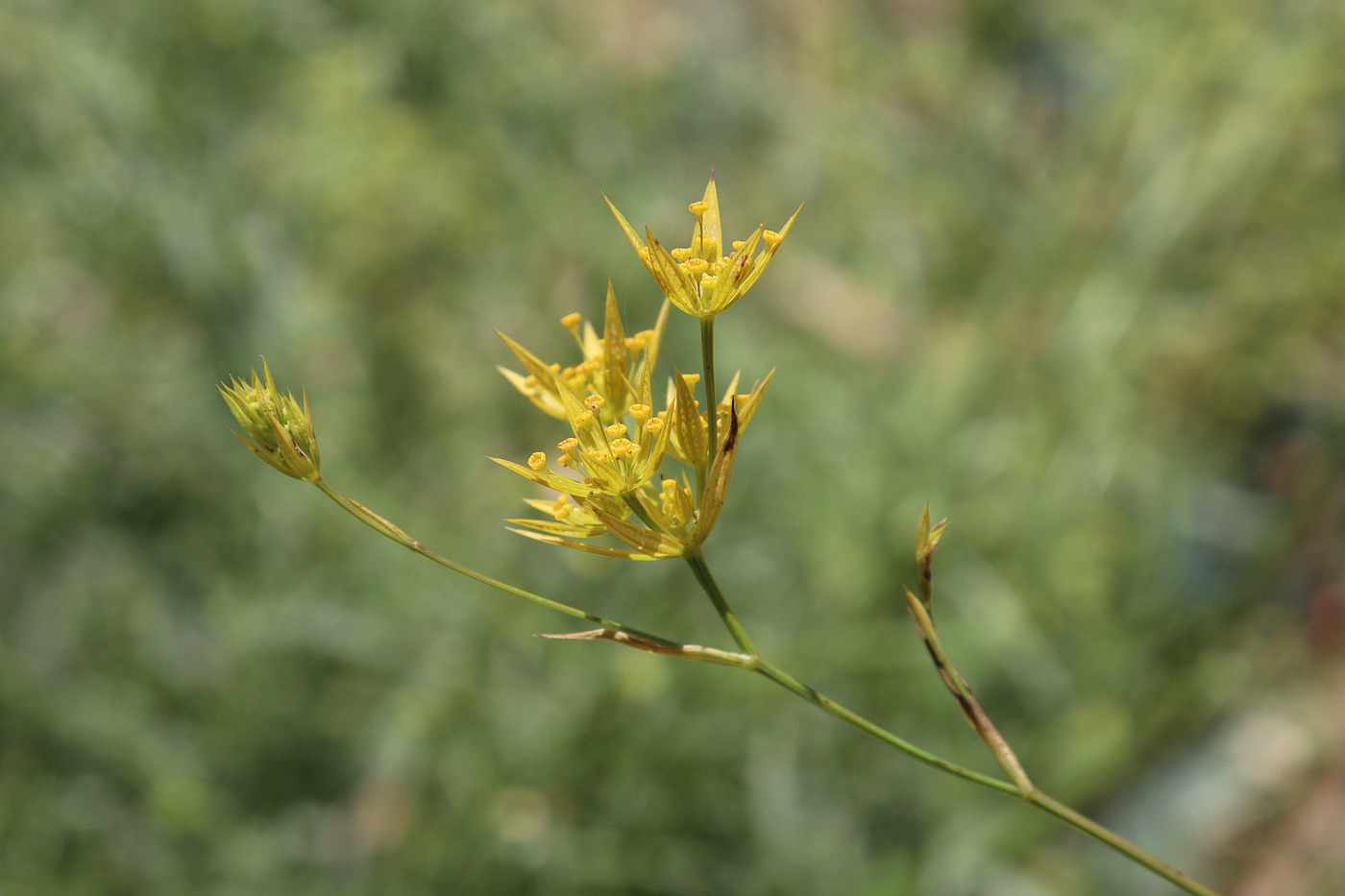 Изображение особи Bupleurum odontites.