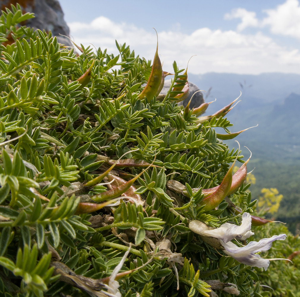 Изображение особи Astragalus levieri.