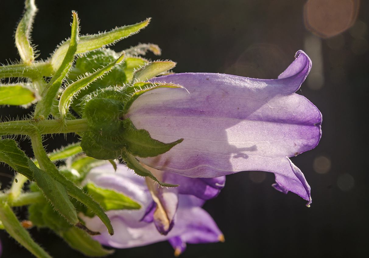 Image of Campanula medium specimen.