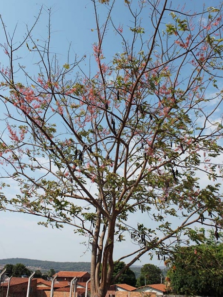 Image of Cassia grandis specimen.