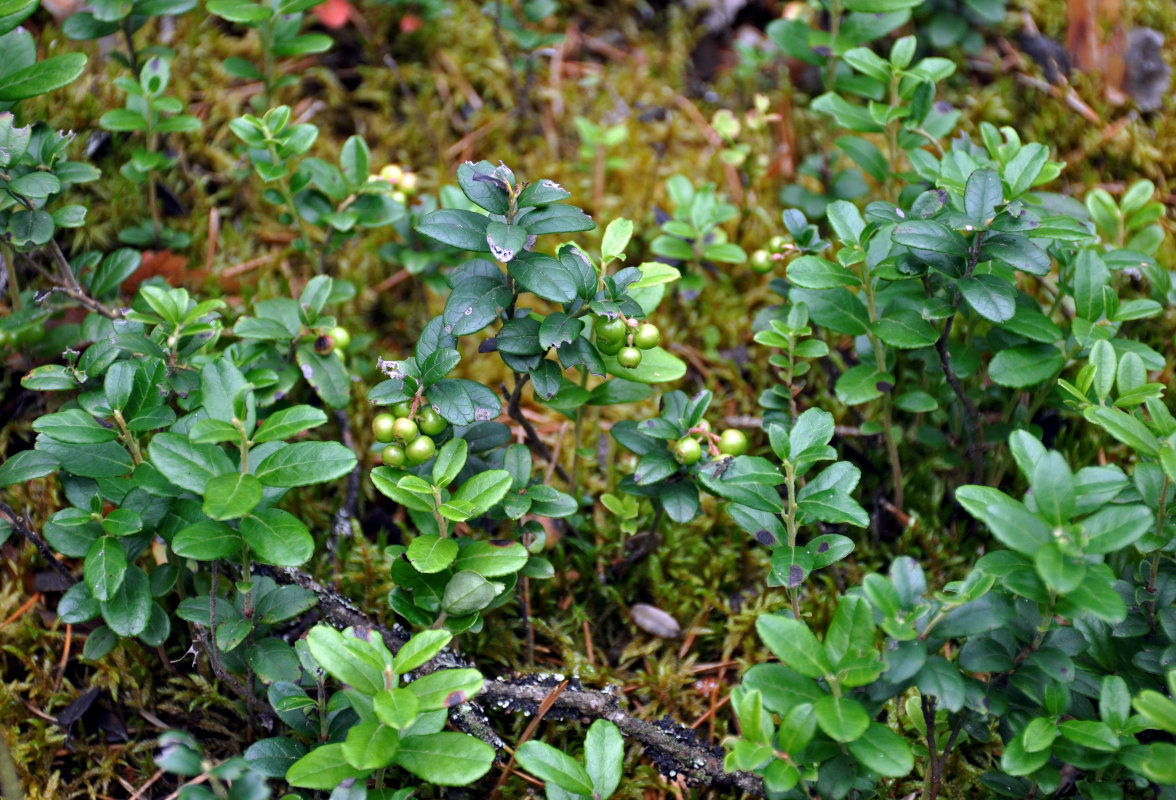 Изображение особи Vaccinium vitis-idaea.