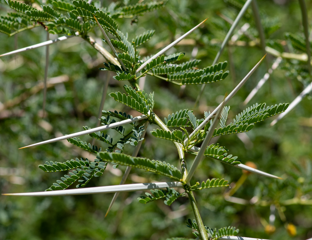 Image of Vachellia hebeclada specimen.