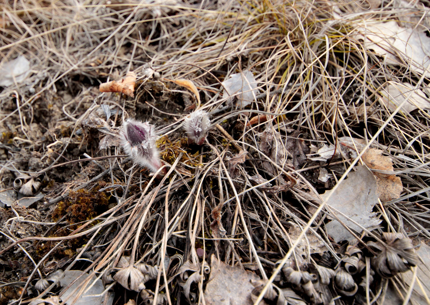 Image of Pulsatilla patens specimen.