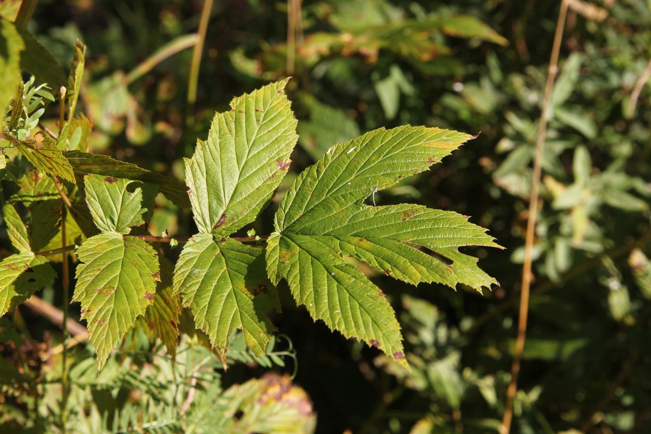 Image of Filipendula ulmaria specimen.