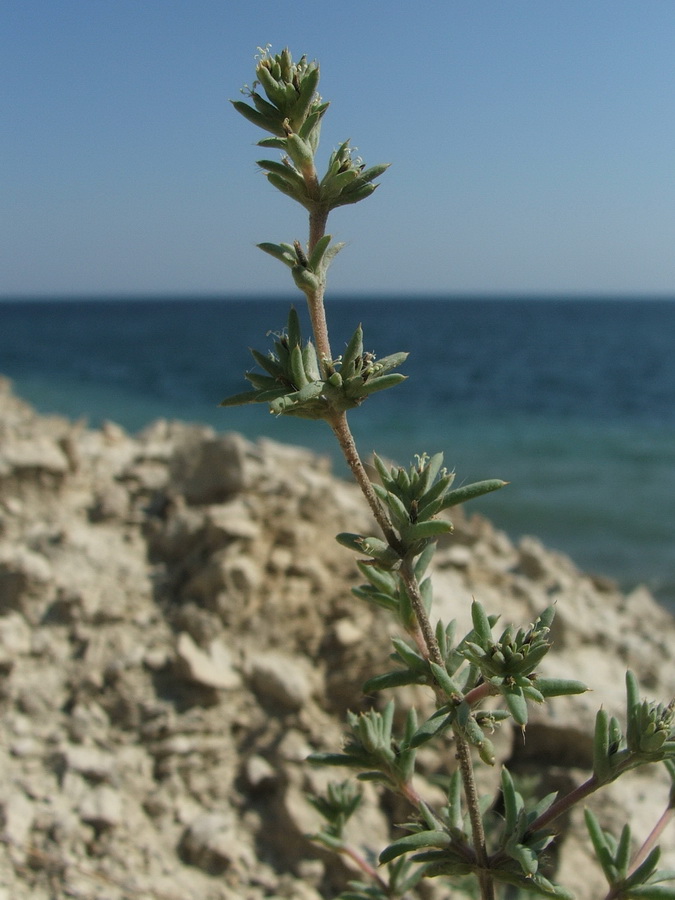 Image of Pyankovia brachiata specimen.