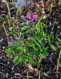 Lathyrus vernus. Цветущее растение (вокруг видны молодые побеги Convallaria majalis). Самарская обл., Ставропольский р-н, окр. с. Жигули, залив Жигулёвская Труба, широколиственный лес. 02.05.2021.