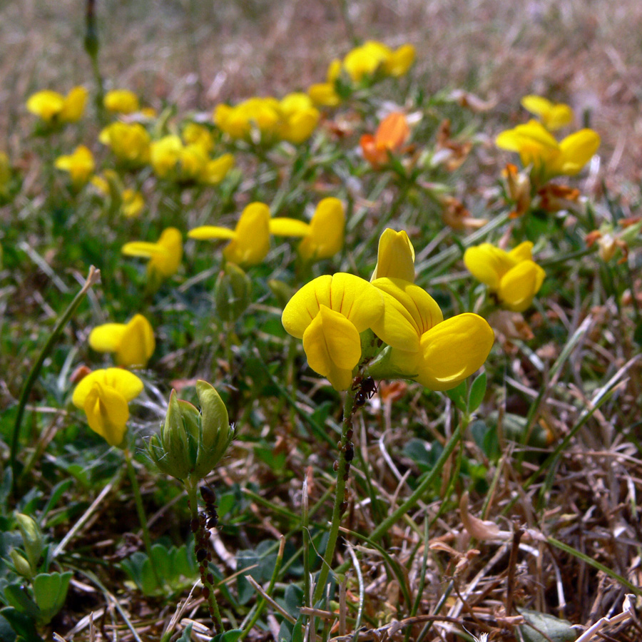 Image of genus Lotus specimen.