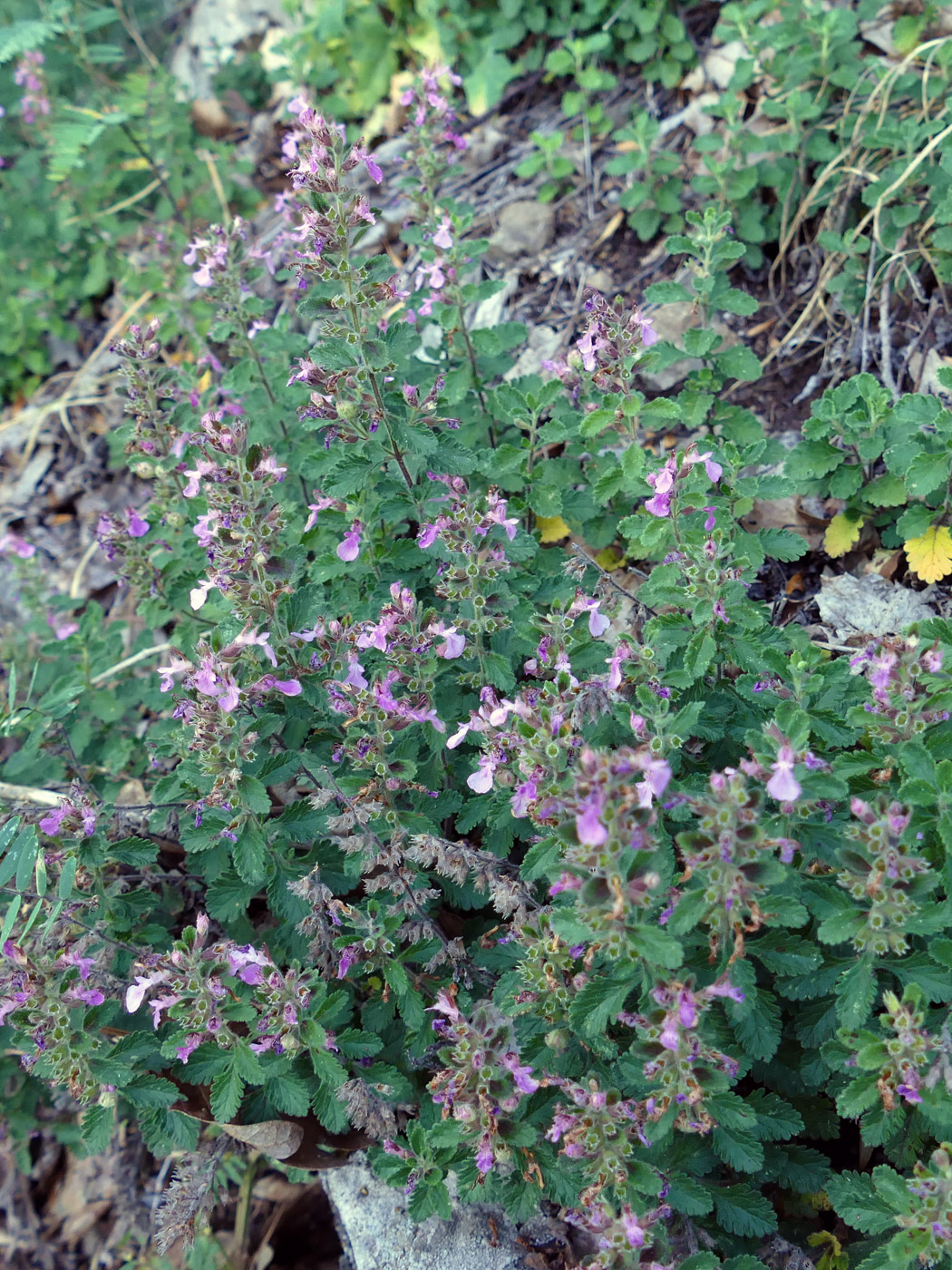 Изображение особи Teucrium chamaedrys.