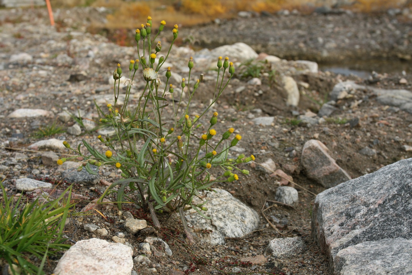 Image of Senecio dubitabilis specimen.