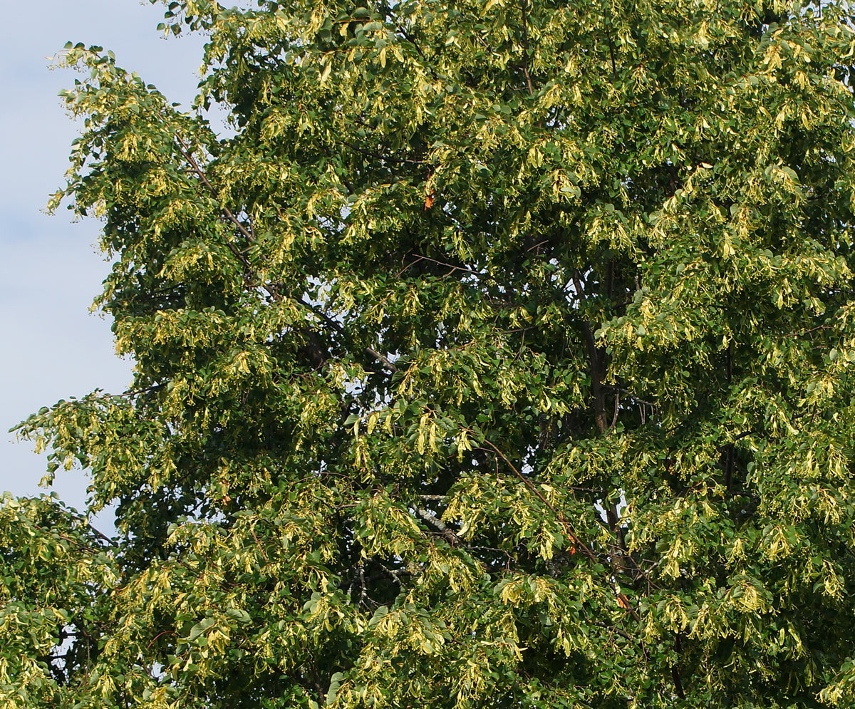 Image of Tilia platyphyllos specimen.