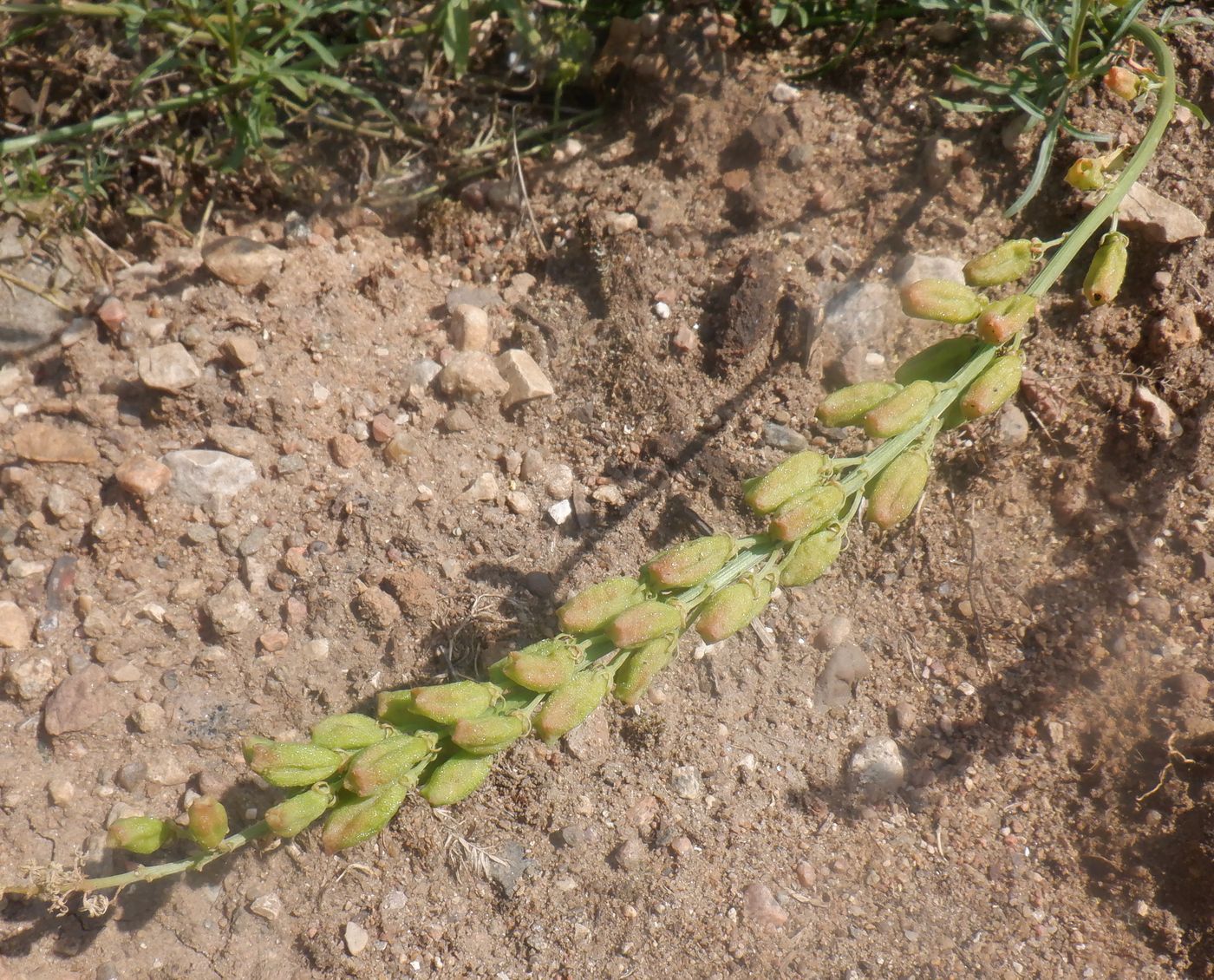 Изображение особи Reseda lutea.