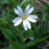 Stellaria holostea. Цветок. Чувашия, окрестности г. Шумерля, за Низким полем. 12 мая 2005 г.