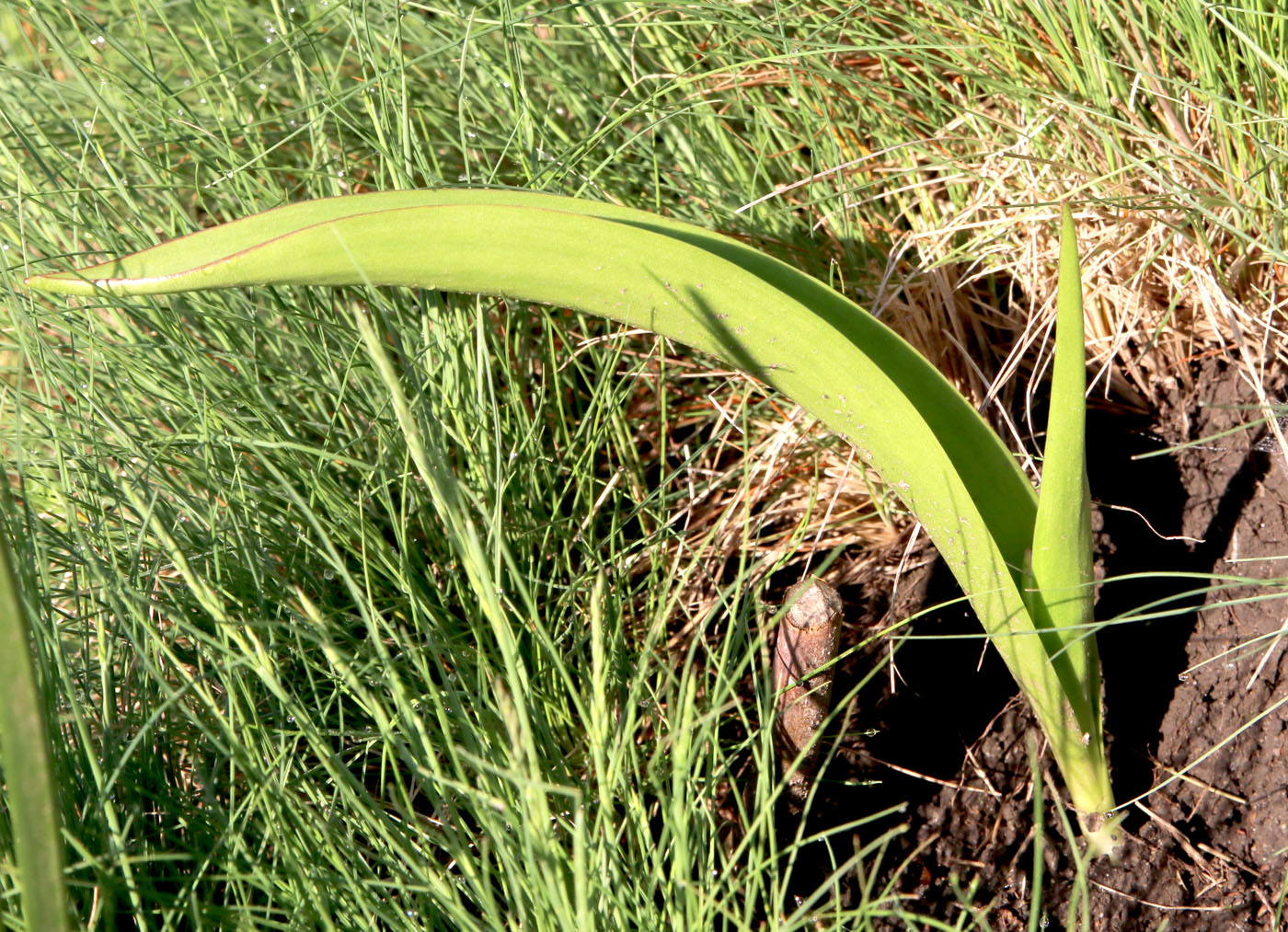 Изображение особи Tulipa saxatilis.