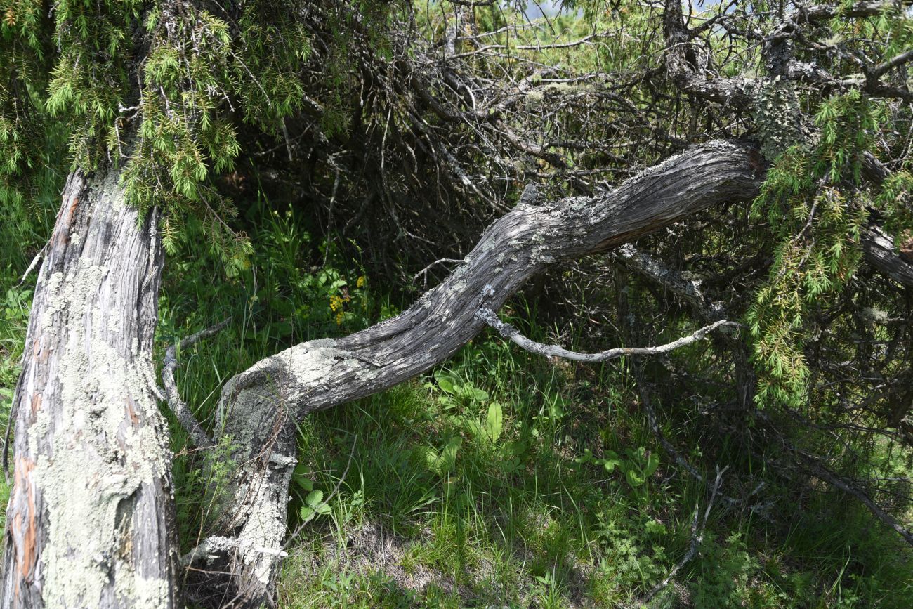 Image of Juniperus oblonga specimen.