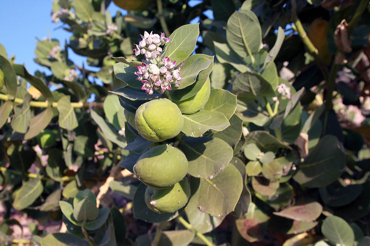 Image of Calotropis procera specimen.