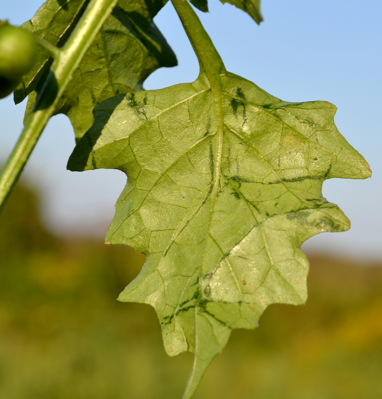 Изображение особи род Solanum.