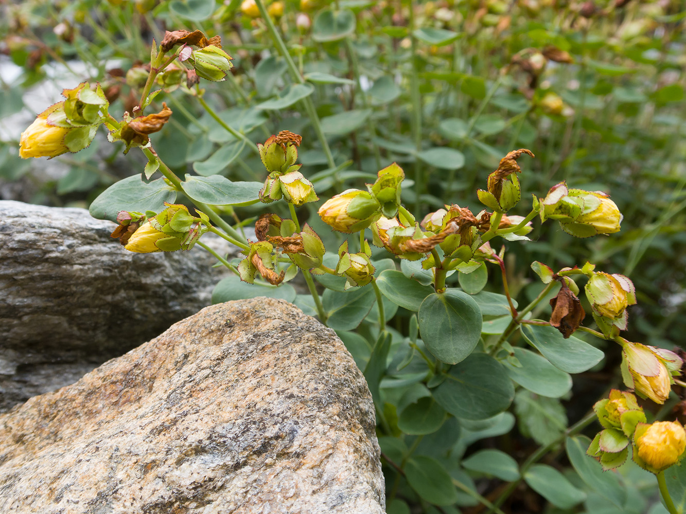 Изображение особи Hypericum nummularioides.