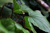genus Begonia. Цветущее растение. Малайзия, штат Саравак, округ Мири, национальный парк «Мулу». 11.03.2015.