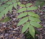 Sorbus commixta. Листья. Москва, ГБС РАН, дендрарий. 15.09.2022.