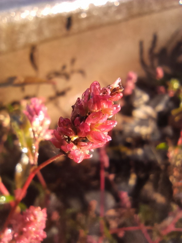 Image of genus Persicaria specimen.