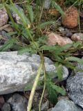 genus Scrophularia. Прикорневые листья. Казахстан, Заилийский Алатау, оз. Иссык, 1750 м н.у.м. 09.06.2010.