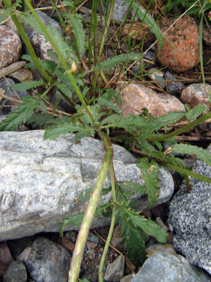 Image of genus Scrophularia specimen.