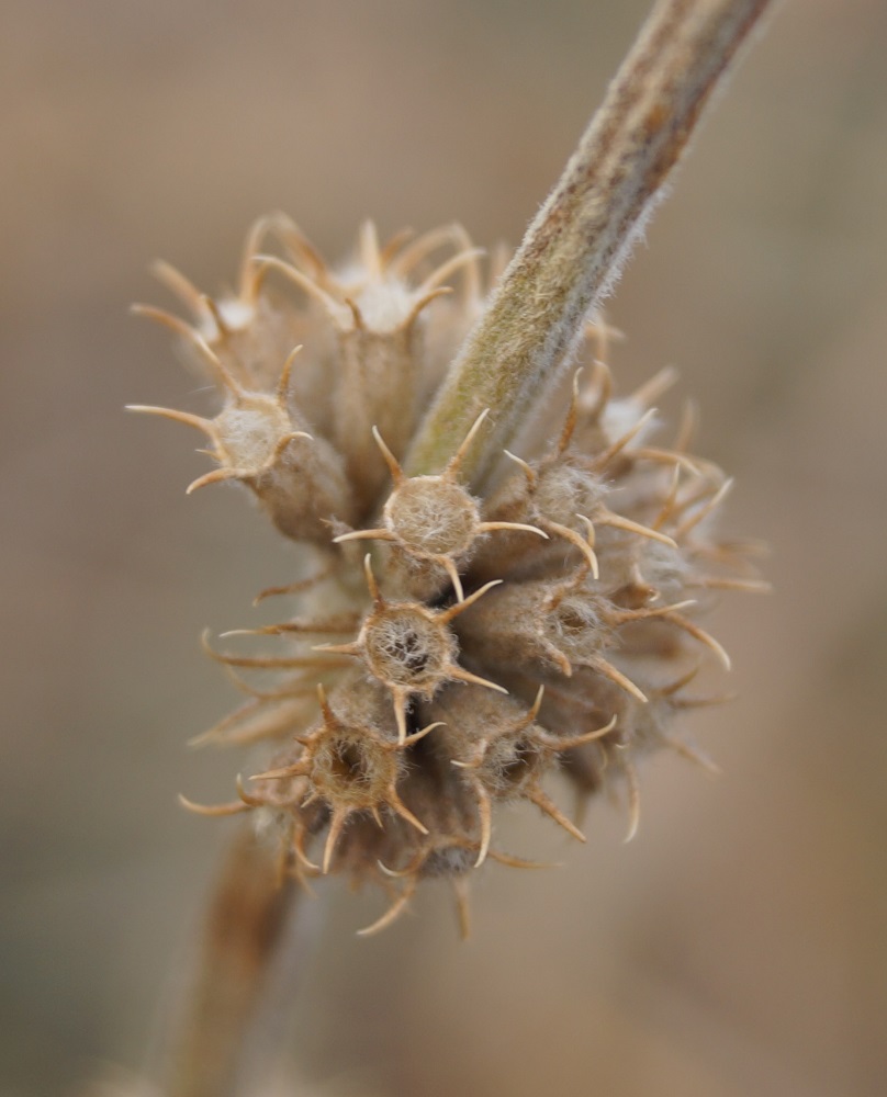 Image of Marrubium anisodon specimen.