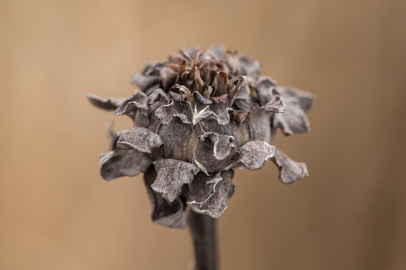 Image of Inula helenium specimen.