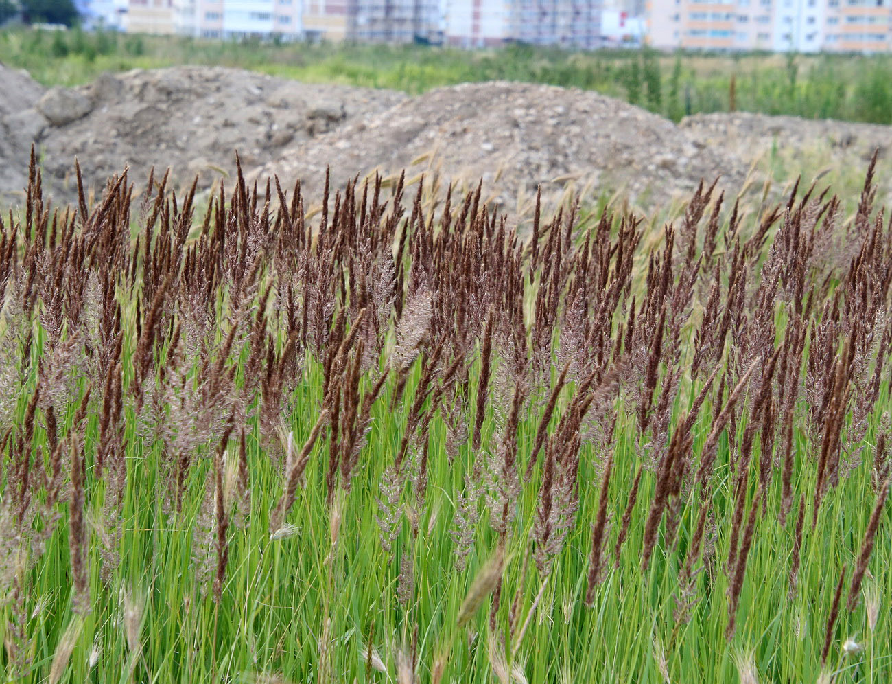 Image of Calamagrostis epigeios specimen.