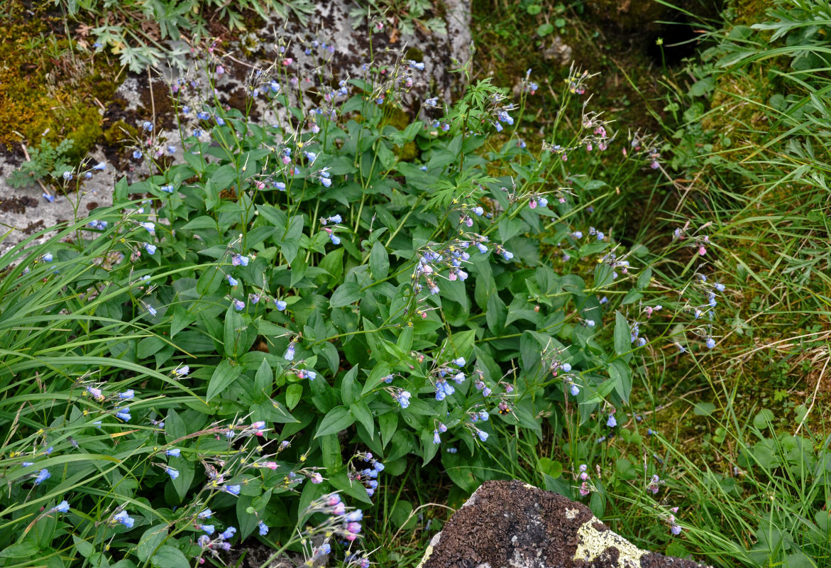 Image of Mertensia rivularis specimen.