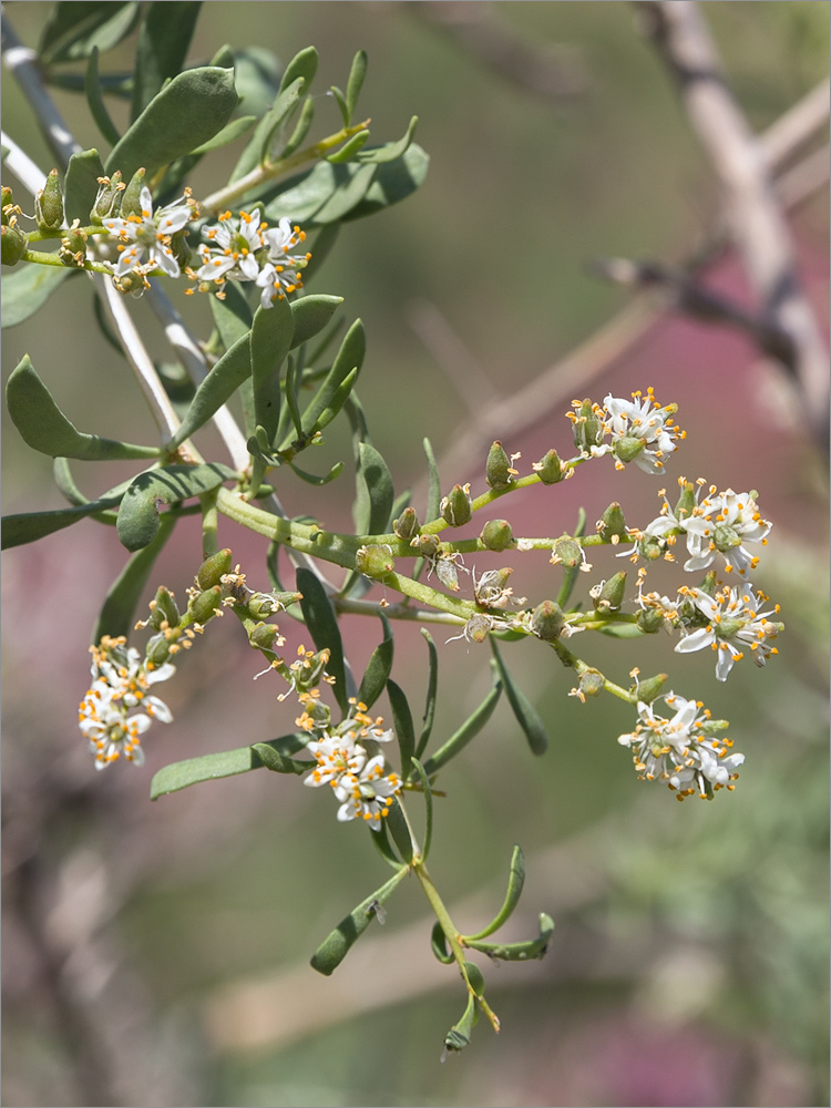 Image of Nitraria schoberi specimen.