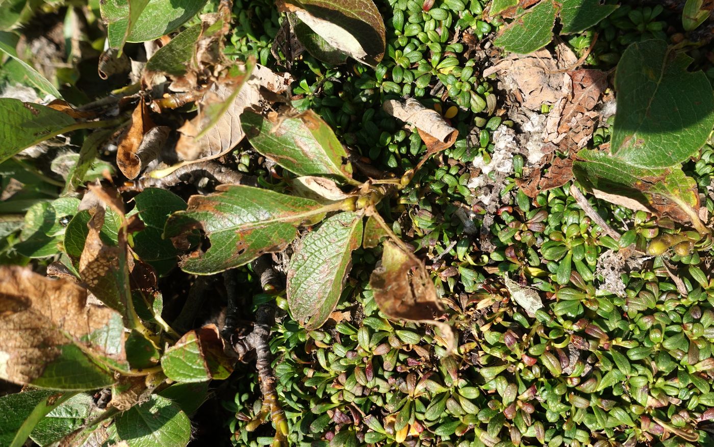 Image of genus Salix specimen.