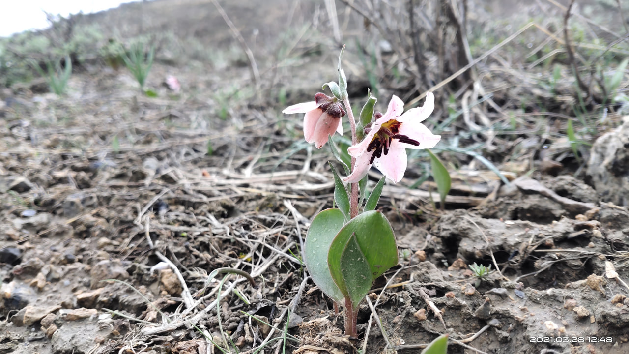 Изображение особи Fritillaria rugillosa.