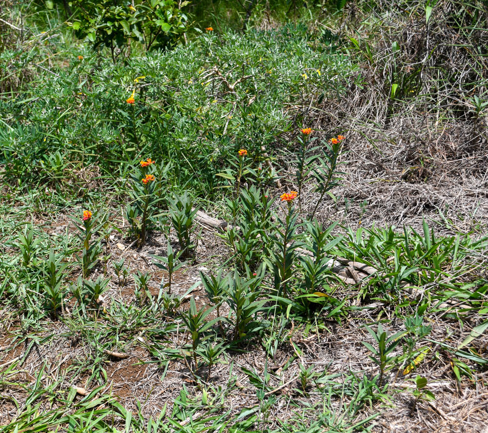 Image of Asclepias curassavica specimen.