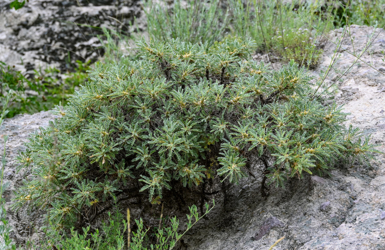 Изображение особи Astragalus microcephalus.